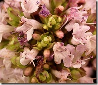 Oregano-Blüten 2